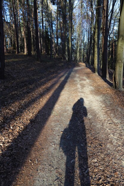 A person is jogging alone a forest trail. The sun is shining, creating long shadows. The person looks focused and determined, but also peaceful.