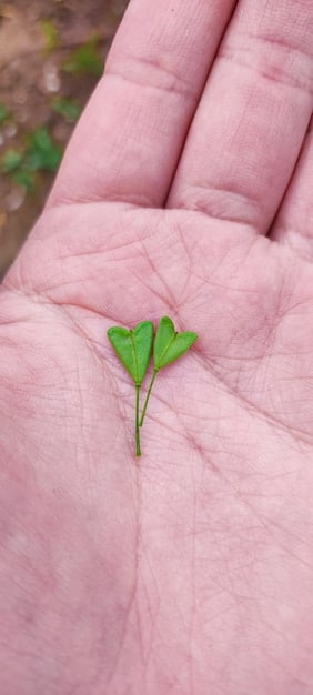 A close-up shot of several seedlings sprouting from the earth, with hands gently caring for them. The image symbolizes growth, nurturing, and the development of resilience from a fragile state.