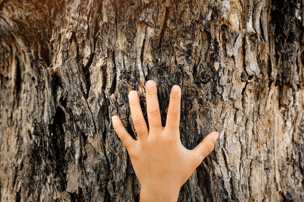 A close-up of a person's hands gently touching the bark of a tree in a sunlit forest, symbolizing connection and a sensory experience of nature. The bark is textured, and the light highlights the details on the hands and tree.